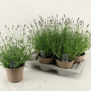 Lavandula angustifolia 'Essence Purple'