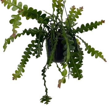 Epiphyllum anguliger