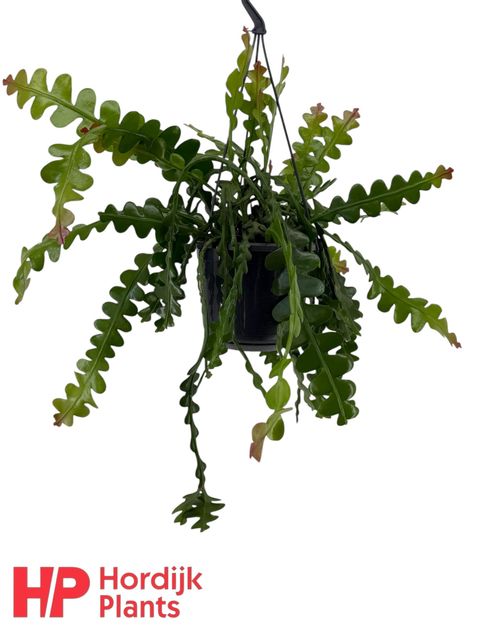 Epiphyllum anguliger