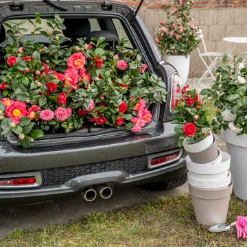 Camellia japonica 'Matterhorn'