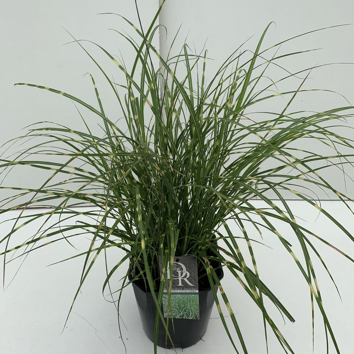 Miscanthus sinensis Little Zebra (P23 cm H35 - 45 cm) – Plant Wholesale ...
