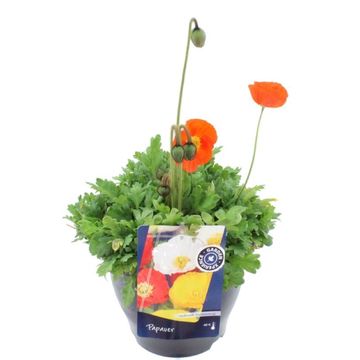 Papaver nudicaule 'Gartenzwerg'
