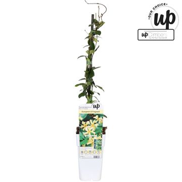 Trachelospermum jasminoides STAR OF TOSCANE