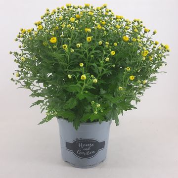 Chrysanthemum 'Jasoda Dark Yellow'
