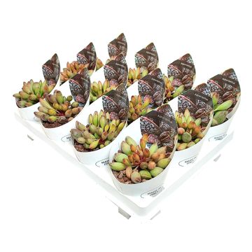 Adromischus cristatus clavifolius