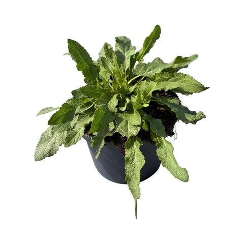 Salvia nemorosa 'Amethyst'