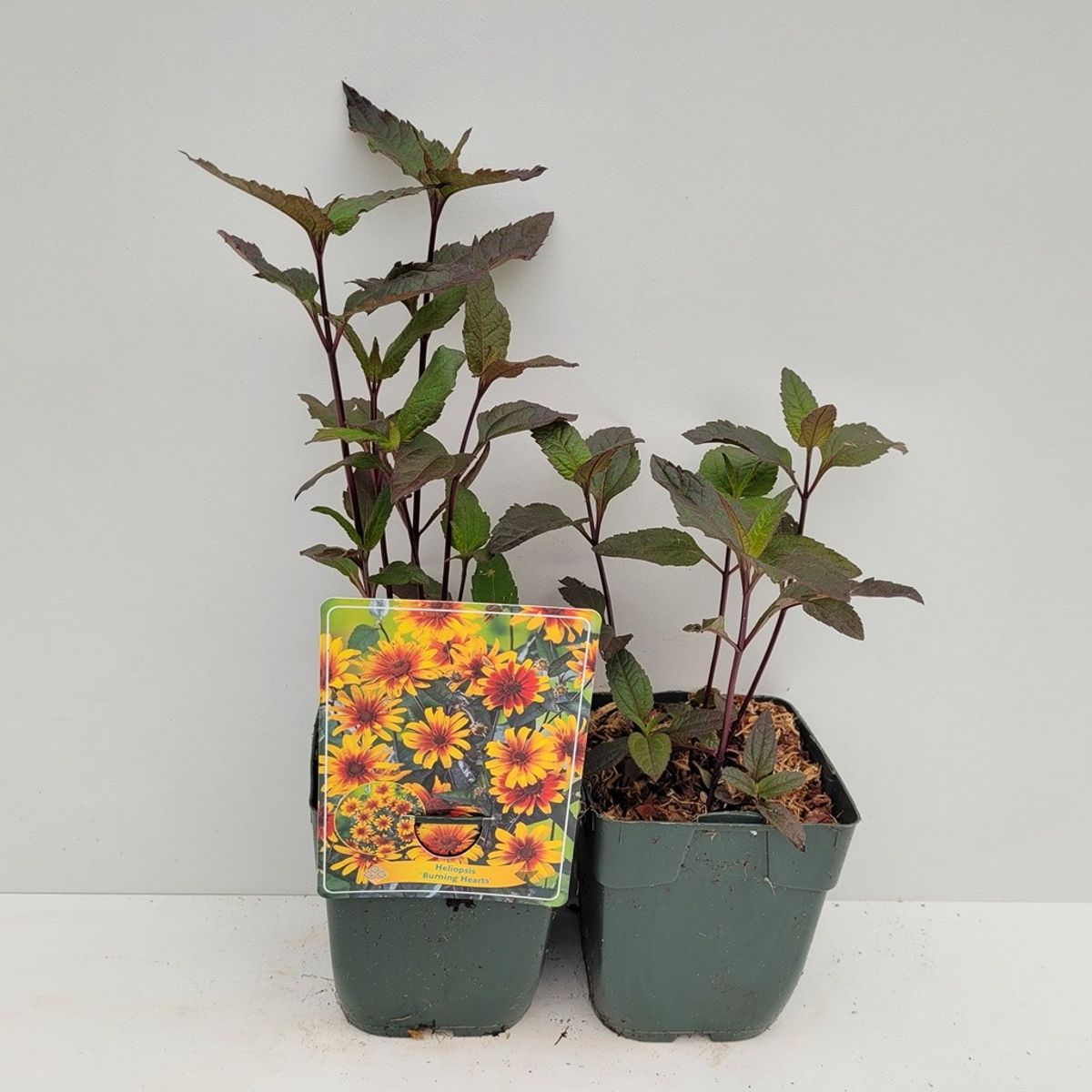 Heliopsis helianthoides 'Burning Hearts' — Plant Wholesale FlorAccess