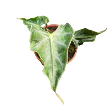 Alocasia 'Loco'