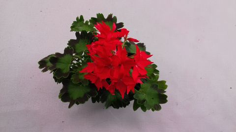 Pelargonium FIREWORKS SCARLET
