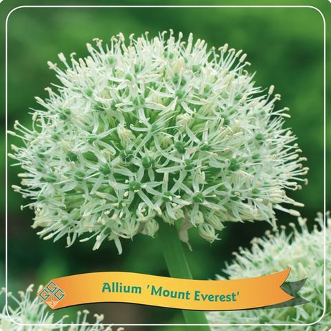 Allium 'Моунт Эверест'