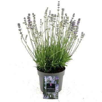 Lavandula angustifolia LITTLE LADY