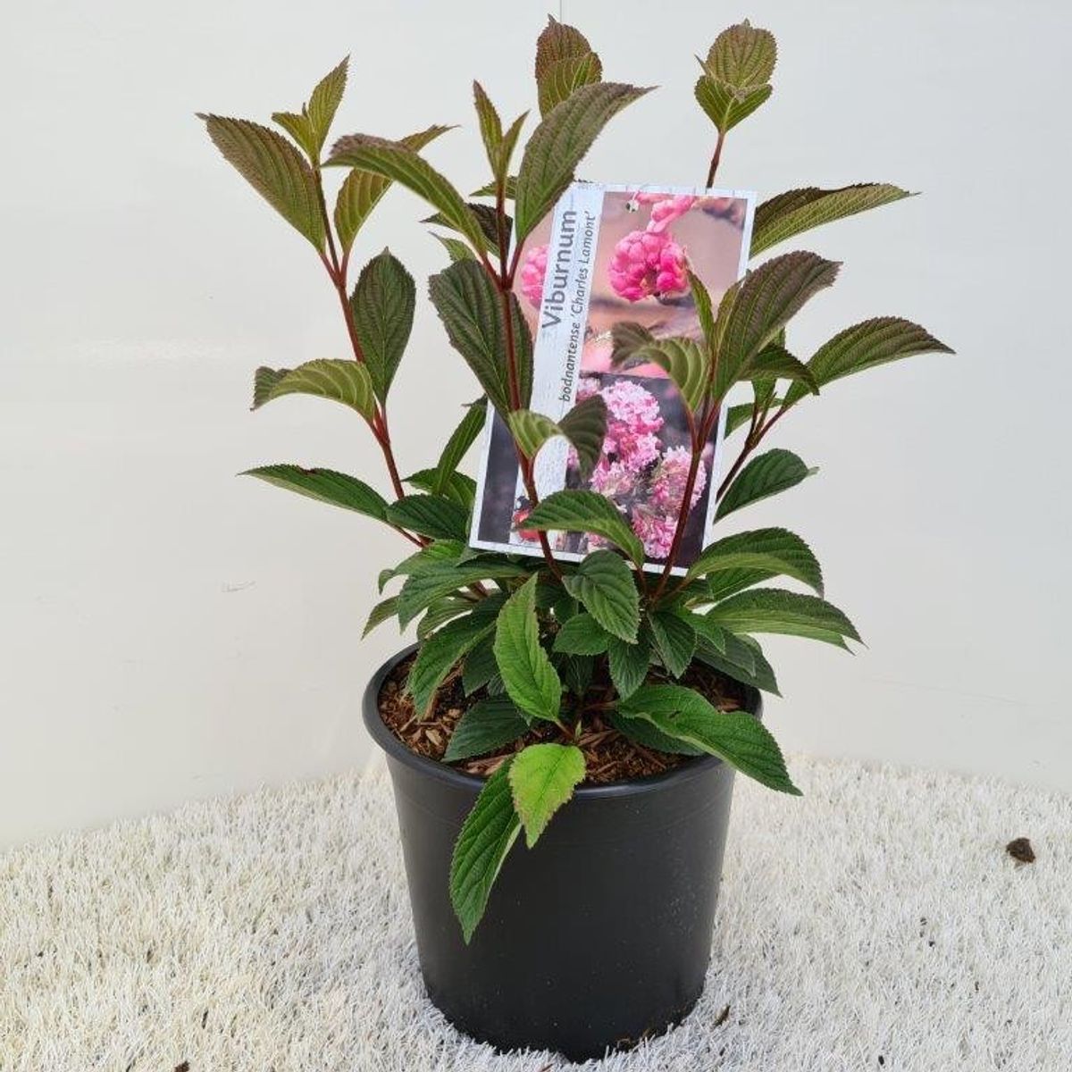 Viburnum Charles Lamont Plant