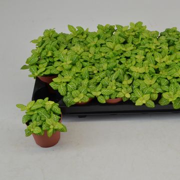 Fittonia MOSAIC LEMON