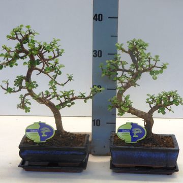 Portulacaria afra