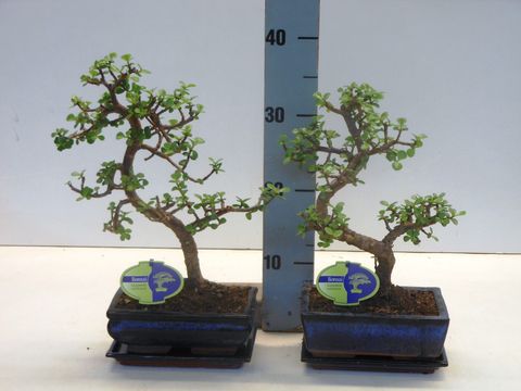 Portulacaria afra