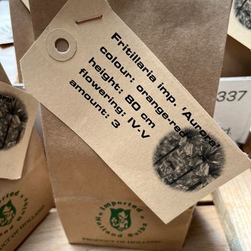 Fritillaria imperialis 'Aurora'