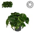 Begonia 'Rouge Variegata'