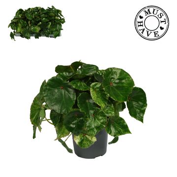 Begonia 'Rouge Variegata'