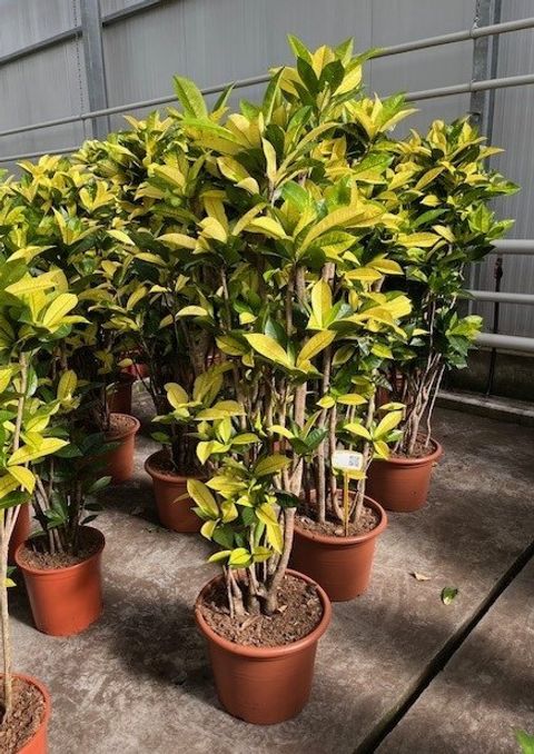 Trojskrzyn variegatum 'Yellow Iceton'