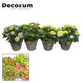 Hydrangea macrophylla MIX