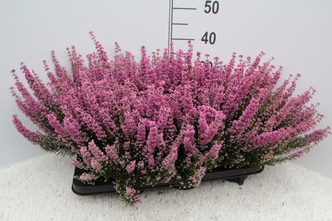 Erica gracilis 'Mr Lunax'
