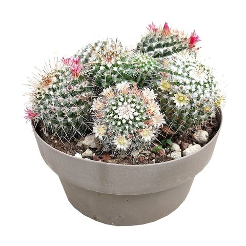 Mammillaria geminispina