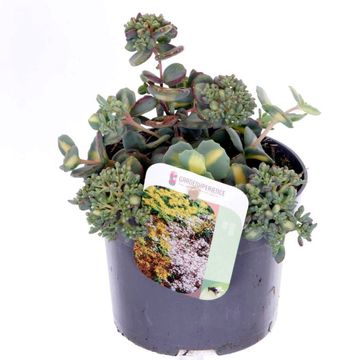 Sedum sieboldii