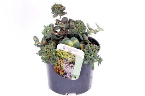 Sedum sieboldii