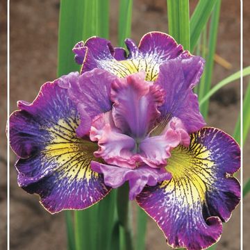 Iris 'How Audacious'