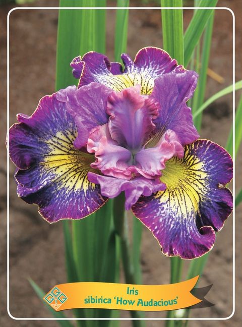 Iris 'How Audacious'