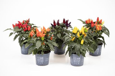 Capsicum annuum MIX