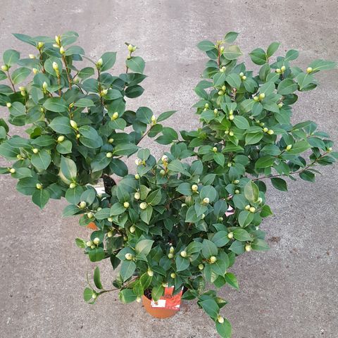 Camellia japonica MIX (Son & Koot)