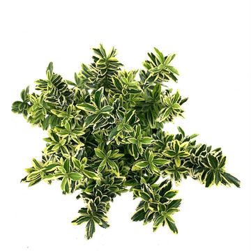 Euonymus japonicus 'Микрофиллус Ауреовариегатус'