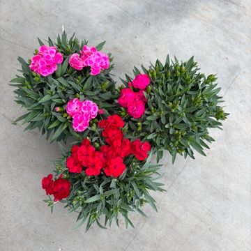Dianthus caryophyllus 'Peman'