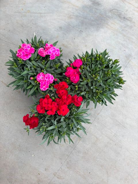 Dianthus caryophyllus 'Peman'
