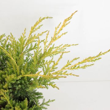 Juniperus x pfitzeriana 'Gold Star'