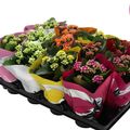 Kalanchoe MIX
