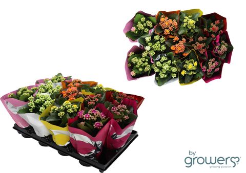 Kalanchoe MIX