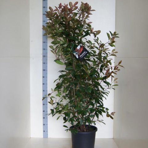 Photinia x fraseri 'Red Robin'