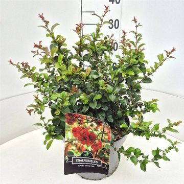Chaenomeles x superba 'Orange Trail'