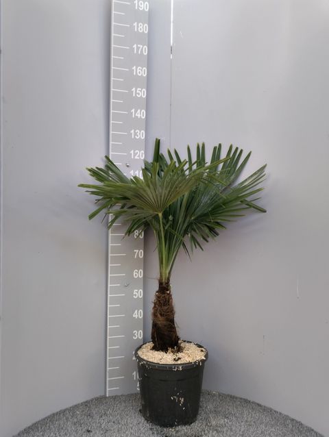 Rhapis excelsa