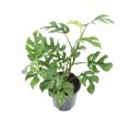 Rhaphidophora tetrasperma