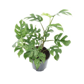 Rhaphidophora tetrasperma