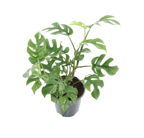 Rhaphidophora tetrasperma