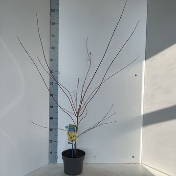 Acer palmatum 'Сангокаку'