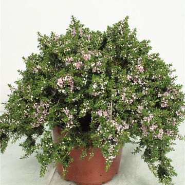 Thryptomene saxicola