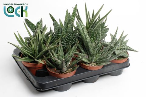 Gasteria MIX
