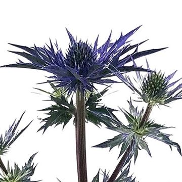 Eryngium x zabelii 'Big Blue'