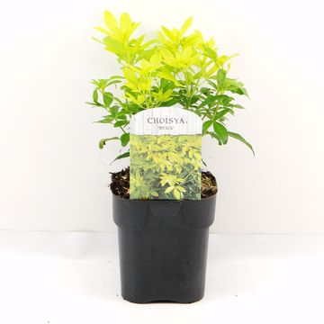 Choisya ternata SUNDANCE