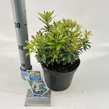Pieris japonica 'Variegata'